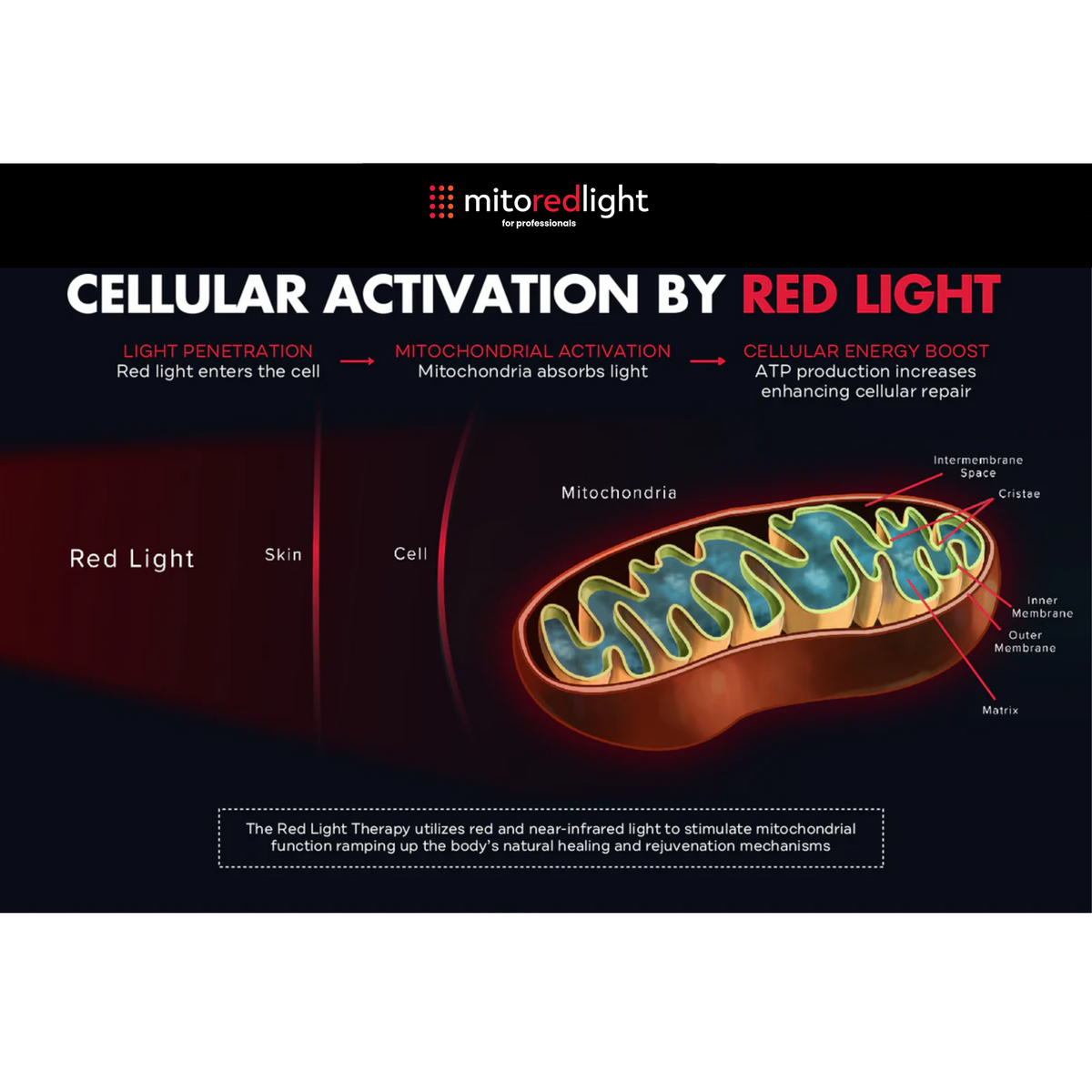Complete Bed | cellular activation graphic showing red light therapy impact on cells